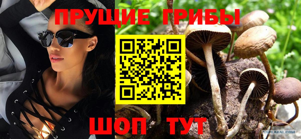Псилоцибиновые грибы Psilocybine cubensis Ульяновск